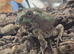 Chaco Horned Frogs (Chacophrys pierottii) at Birmingham Reptiles