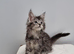 Pedigree Maine Coon Kittens for sale