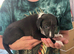 Whippet pups 1 boy left