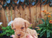 Toy jackapoo pups for sale