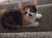 kittens for sale