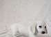 Rare Cream Longcoat Dachshund Puppies