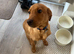 Lab rehome