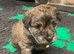 West highland X  Jack Russel