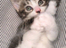 Mixed Breed (Ragamuffin?) Kittens Ready to go to Good Home