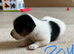 Jack Russell terrier puppies