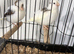 Fife canary