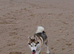 Beautiful siberian husky boy