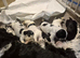 Beautiful Kc registered show type cocker spaniels