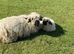 Valais blacknose - ALL NOW SOLD - THANK YOU
