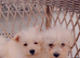 Westiepoo puppies