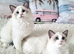 BEAUTIFUL TICA REGISTERED RAGDOLLS KITTENS