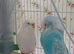 Pair of bonded budgies