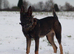 Lovely male dog for sale