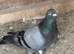 Stock birds