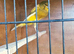 2026 yorkshire canary