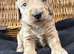 Sunning littler of Australian Double Doodles from Health screened parents