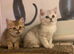Full Pedigree Kittens