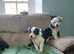 Border collie puppies