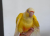 Baby Lutino conure hand reared