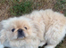 Rare Pekingnese apricot & white boy 13 months