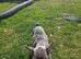 French Bulldog puppies