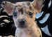 Puppies for sale