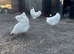Trio of white Wyandotte bantams