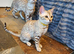 Beautiful TICA Registered Bengal Kittens.