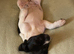 9 week old springer spaniel