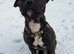 Staffy