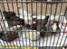 Male button quail