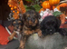 Yorkiepoo