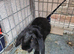 Small bunny rabbit, looking for a home