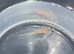 axolotl babies