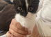 Last female kitten