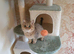 Gorgeous Pedigree Golden British Shorthair Kitten