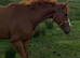6yo unbroken tb for sale