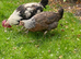 Couple of Dorking Chickens For Sale