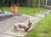2 year old merle Dachshund