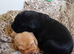 Beautiful Labrador puppies