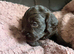 Beautiful cockapoo babies