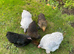 Pekin bantams