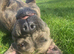 Cane corso coming soon