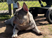 Beautiful blue / tan female frenchie