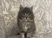 Maine Coon X Ragdoll Long Haired Boy