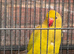 Indian Ringnec