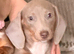 Miniature dachshund baby