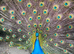 Peacock/ Peafowl/ fertile eggs