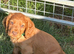 Cocker spaniel pups
